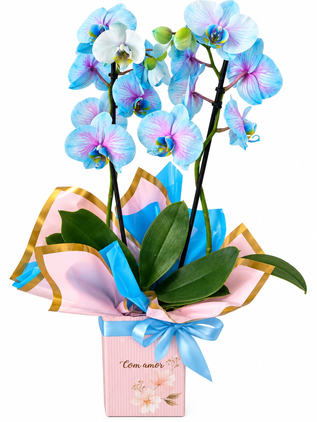 Orquidea 